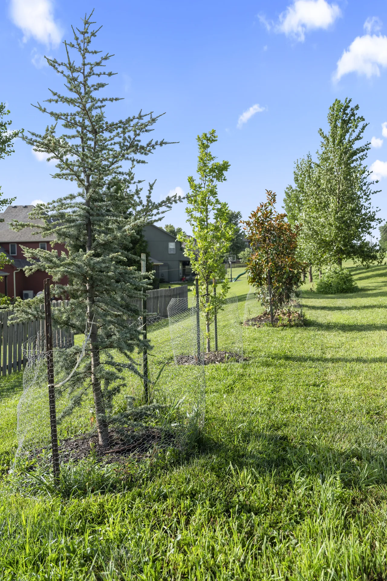 Young tree and planting bed along the fence