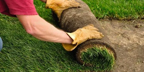 Sod Contractor